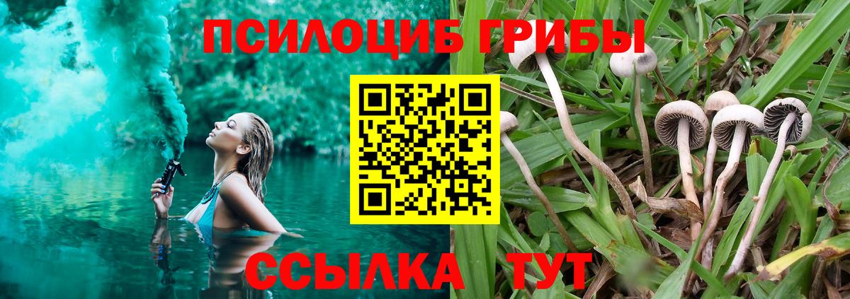 Псилоцибиновые грибы Psilocybine cubensis Старый Оскол